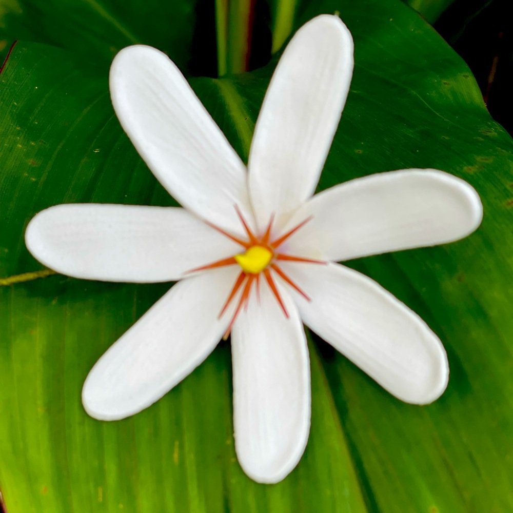White Tiare Flower NEW
